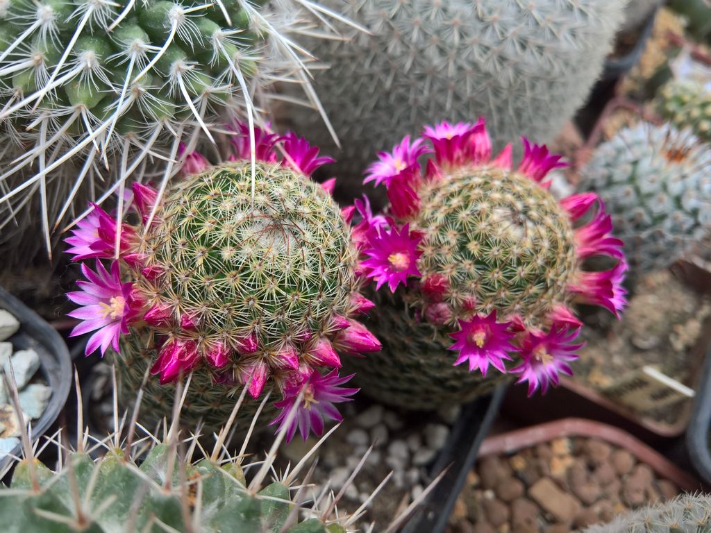 Mammillaria matudae vserpentiformis